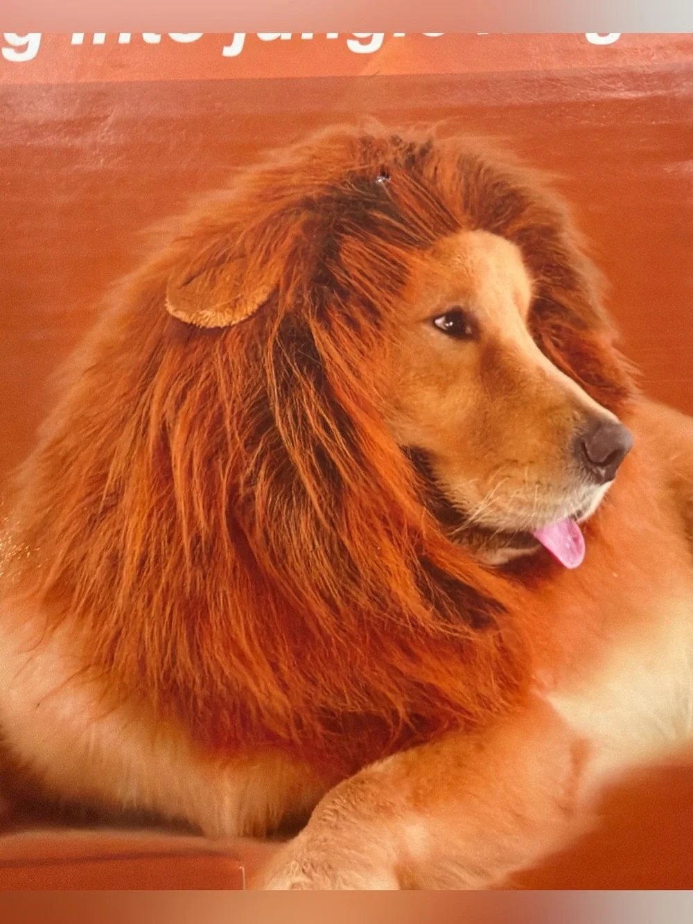 NEW Lion Dog Costume MANE and TAIL SET funny Halloween Cat Safari Jungle, M L